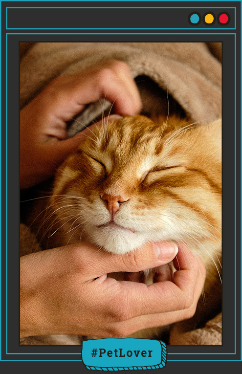 Como hacer que un gato no te tenga miedo